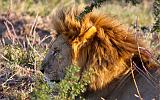 TANZANIA - Serengeti National Park - Leoni Lions - 29